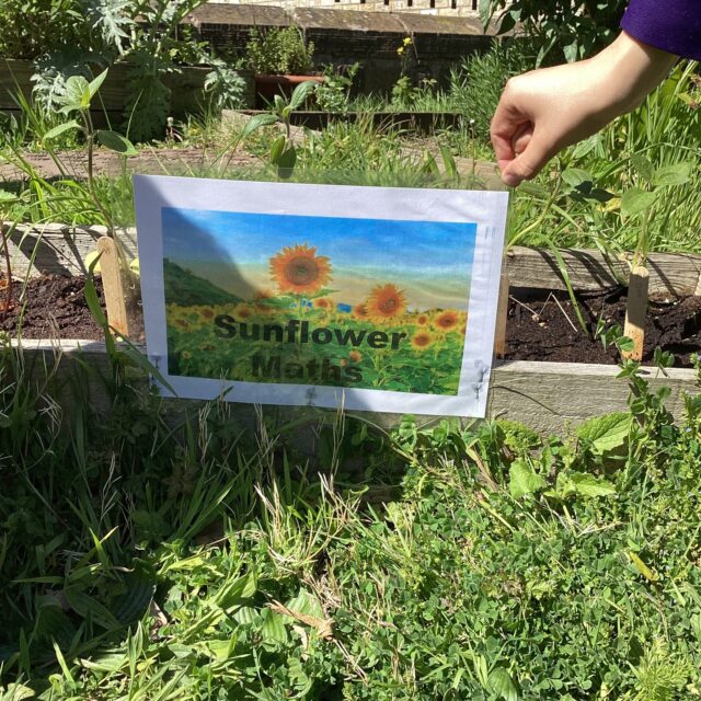 Mrs Dadswell's Year 7 Maths class each planted a sunflower seed some weeks ago and have been measuring their growth every week . They have been plotting the results to practice their skills in recording data. Here they are in the sunshine taking their latest measurements today. Which sunflower will be the tallest?