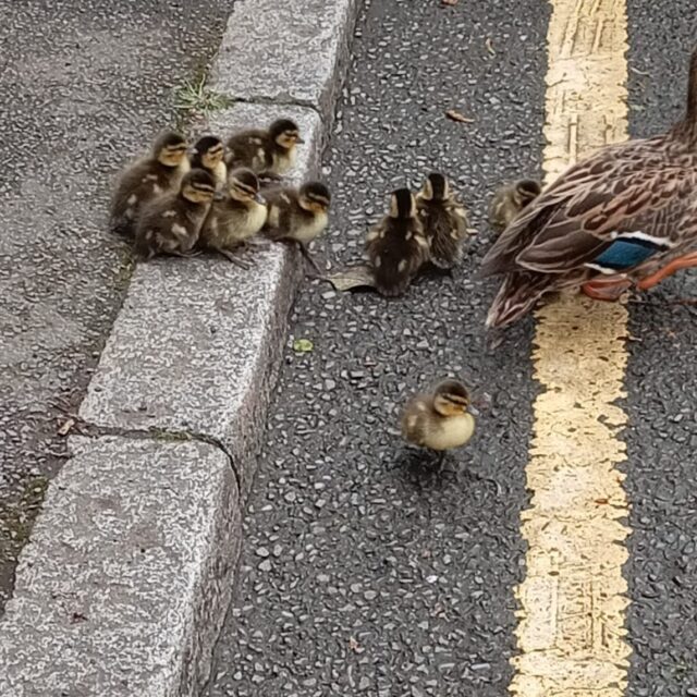 Well done to Mr Norton, Mrs Gilbert, Mrs Campbell, Grace, Cara, Ava, Maryama, Maggie and Bea who helped rescue a mother duck and her ducklings who wandered into the playground!