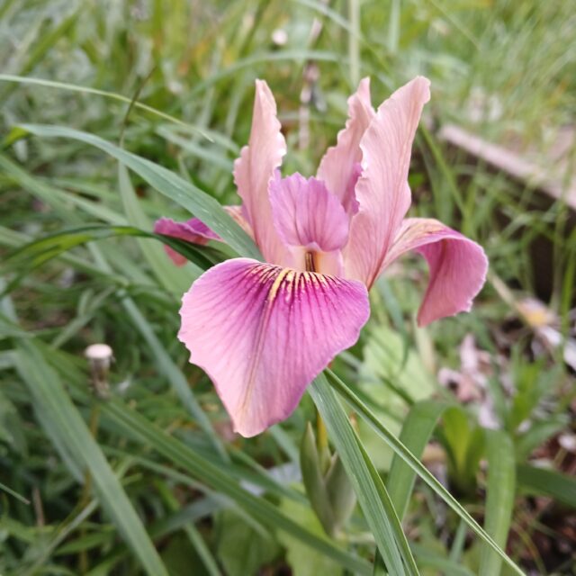 Our Gardening Club are doing a wonderful job! Check out what they have been growing! We have a beautiful Lily, 
the strawberries are coming through. Hope we can guard them from the school squirrels this year - they ate the lot last year!
A Star of Bethlehem planted three years ago has finally started to bloom!